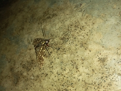 Euphydryas chalcedona