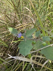 Solanum violaceum