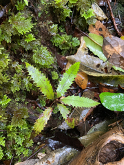 Elaeocarpus dentatus