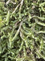 Hylocomium splendens