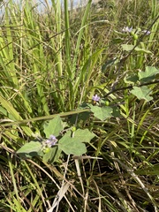 Solanum violaceum