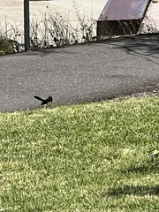 Rhipidura leucophrys