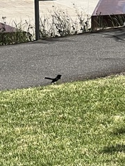 Rhipidura leucophrys