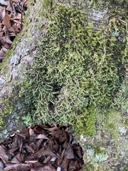 Hylocomium splendens