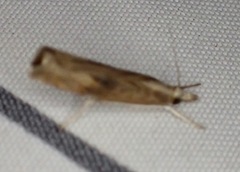 Parapediasia teterrellus