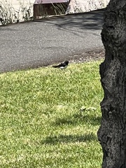 Rhipidura leucophrys