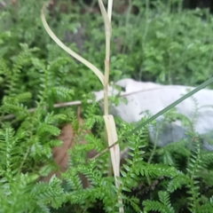 Pterostylis banksii