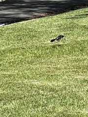 Rhipidura leucophrys