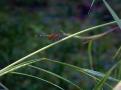 Erythrodiplax fervida