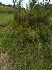 Rhagodia candolleana