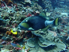 Balistoides viridescens