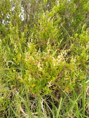 Rhagodia candolleana