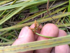 Anemonastrum tenuicaule