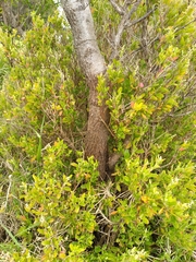 Rhagodia candolleana