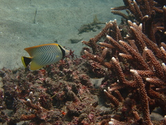 Chaetodon trifascialis