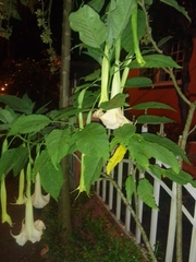 Brugmansia