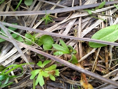 Anemonastrum tenuicaule