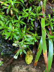 Anaphalioides trinervis