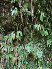 Adiantum cunninghamii