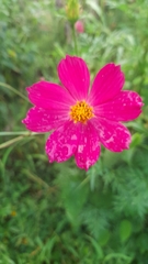 Cosmos caudatus