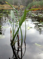 Pontederia cordata