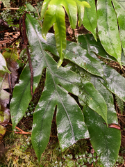 Blechnum colensoi
