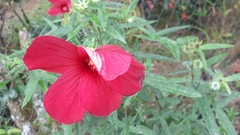 Abelmoschus moschatus