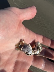 Blepharipoda occidentalis