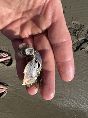 Blepharipoda occidentalis