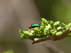 Leucocelis