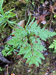 Loxsoma cunninghamii