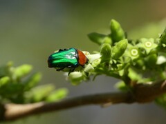 Leucocelis