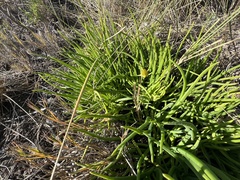 Conicosia pugioniformis