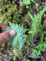 Loxsoma cunninghamii