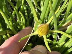 Conicosia pugioniformis