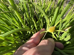 Conicosia pugioniformis