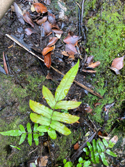 Blechnum procerum