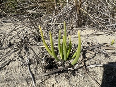 Conicosia pugioniformis