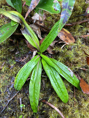 Anaphalioides trinervis