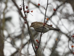 Haemorhous purpureus californicus