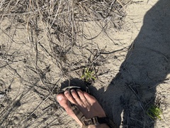 Conicosia pugioniformis