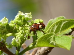 Pedinorrhina trivittata