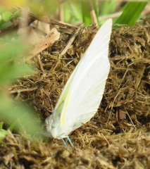 Appias epaphia contracta