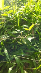 Oplismenus hirtellus