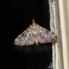 Dysallacta negatalis