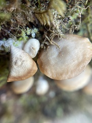 Crepidotus applanatus
