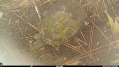 Deirochelys reticularia