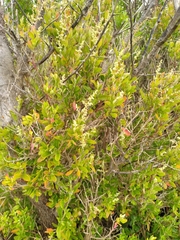 Rhagodia candolleana