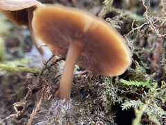 Crepidotus applanatus