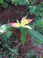 Heliconia irrasa